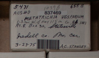 Metatrichia vesparium image